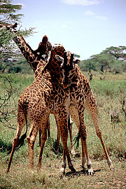 Picture 'KT1_39_23 Giraffe, Tanzania, Serengeti'